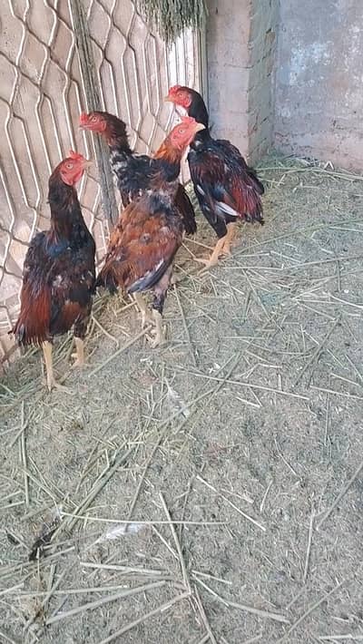 2 Aseel Hens + 2 Chicks + 6 Aseel cocks(2Murgin & 2 Chozay+ 6 Murgy)