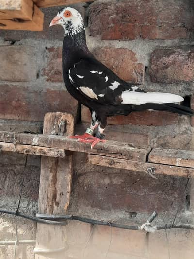 male pigeon for sale