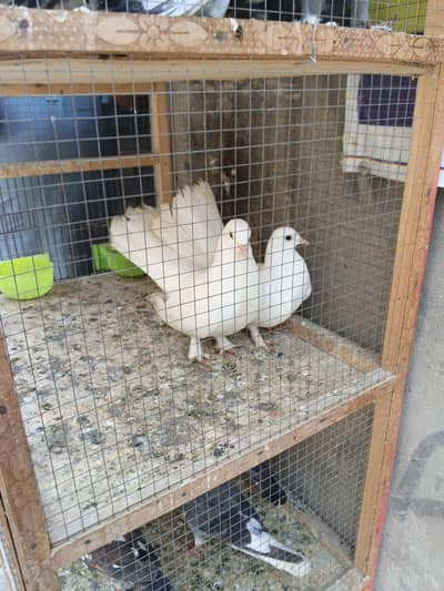 lucky kabutar for sale