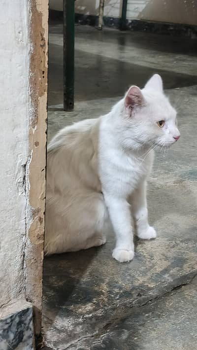 cat for sale