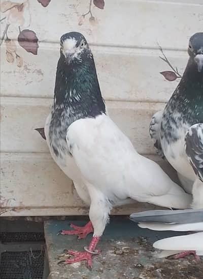 pure breedar pair for sale