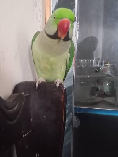 bolna wala tota bata karta ha