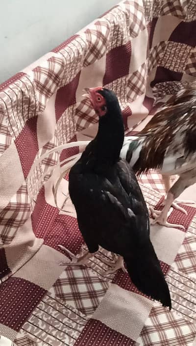 Pure Black Aseel Hen for Sale – Healthy & Active are eggs laying al