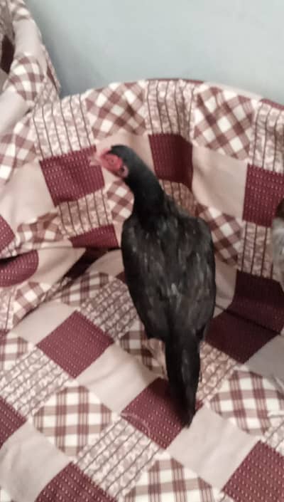 Pure Black Aseel Hen for Sale – Healthy & Active are eggs laying al