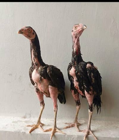 Pure Black mushky pair