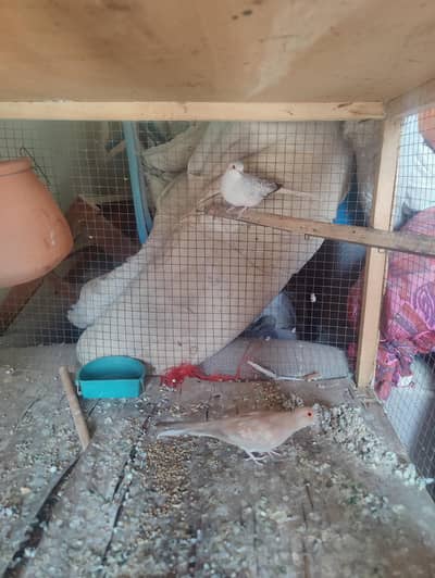 Diamond Dove breeder pair