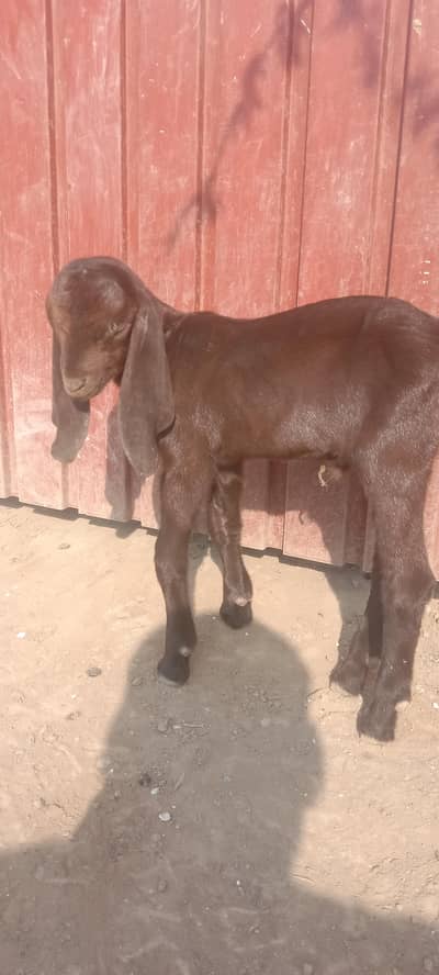 male bcha