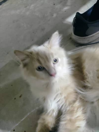 Persian Billa