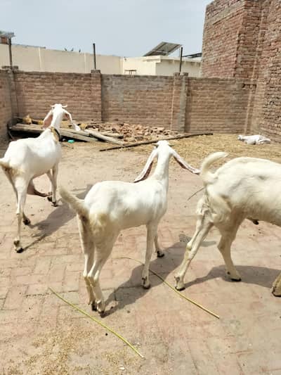 Bakra & Bakri