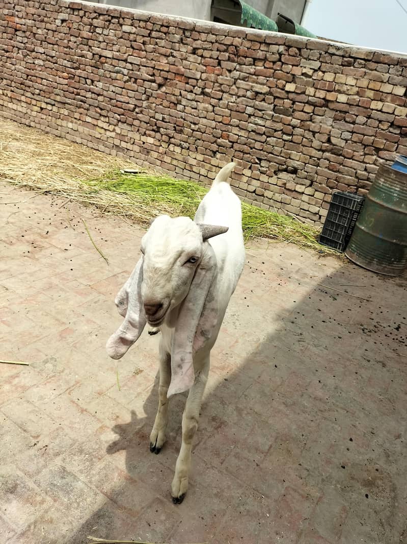 Rajanpori milky goat 1