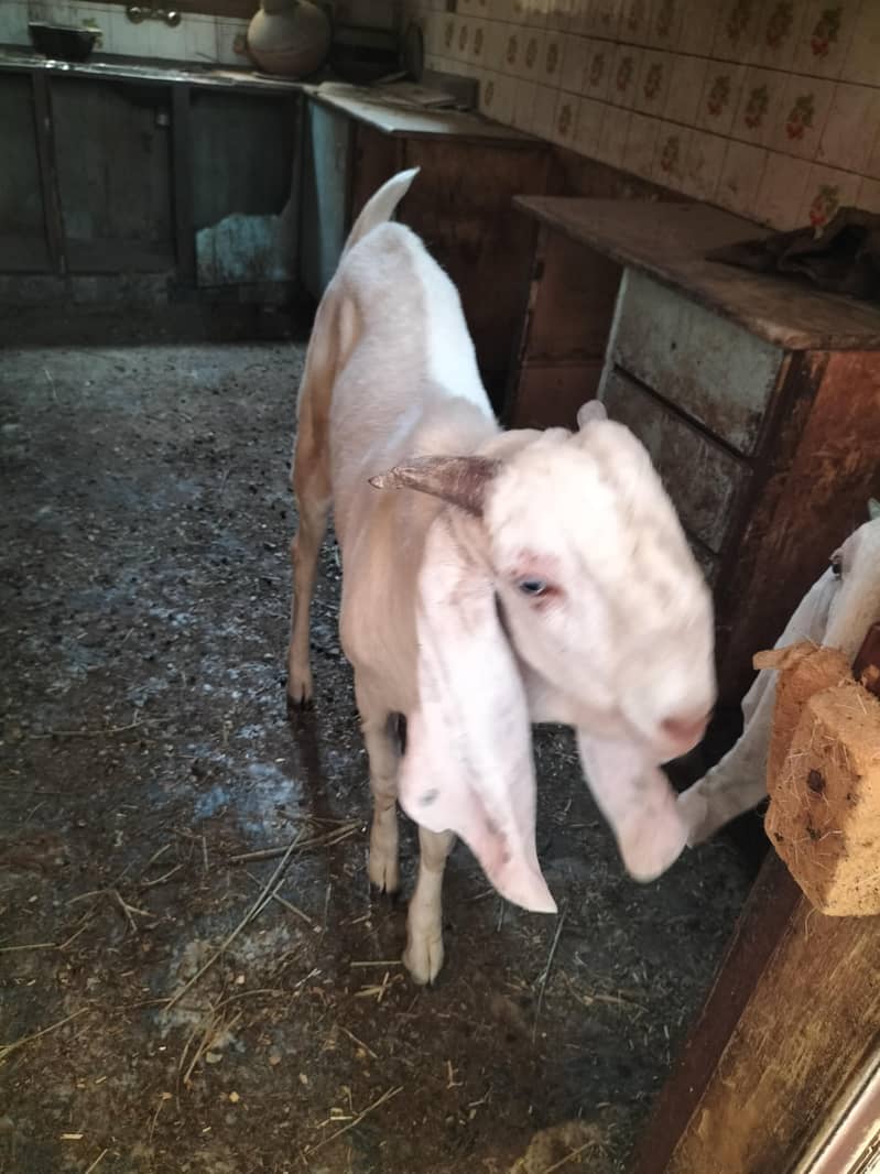 Rajanpori milky goat 2