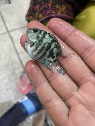 Blue Polar and White Polar Baby For Sale