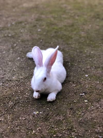 newzland white ready to bread red eye pair for sale