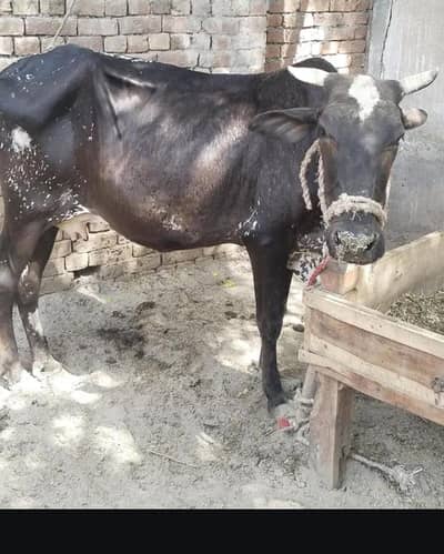 Desi cow for sale ha 3 mand gosht