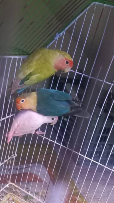 Trio set love birds 2 female one male
