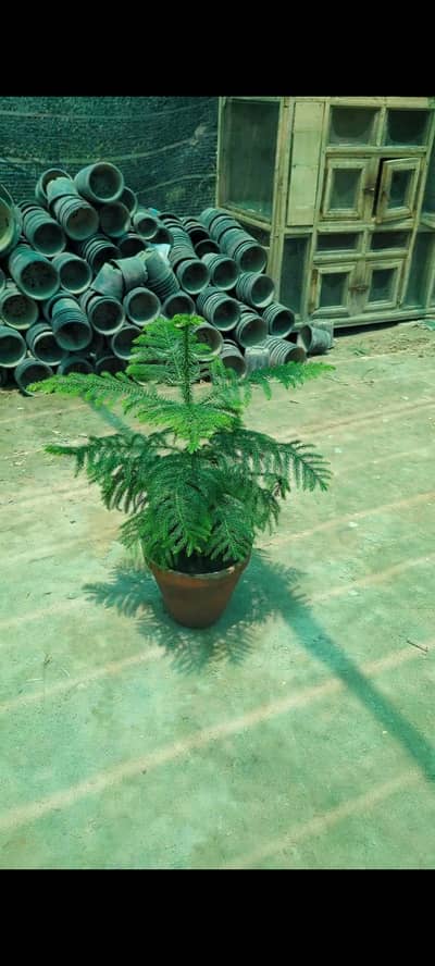 Aerokeria plants for indoor