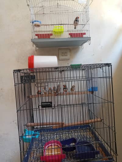 zebra finch