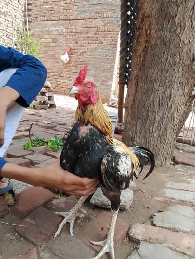 Murga ka 7500 so rate lga hova ha agr kisi ko zrorat ha to khareed la