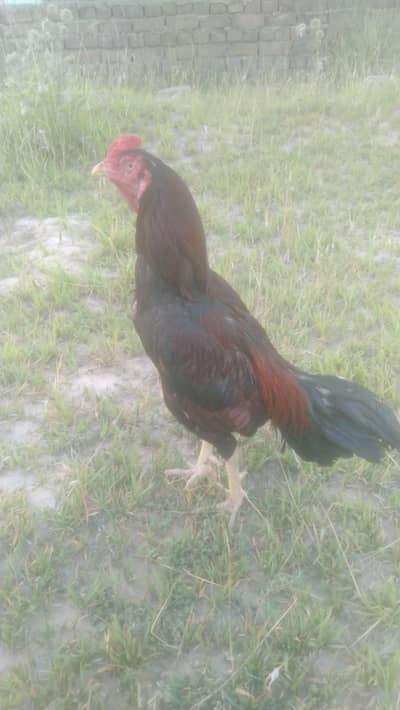aseel mianwali murga for sale