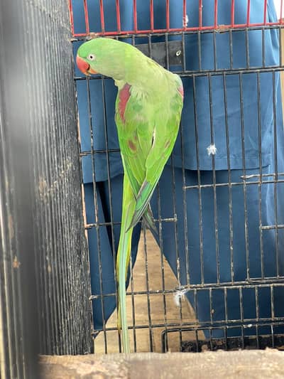 Alexander female