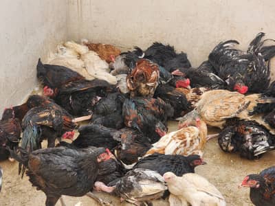 40 To 50 Desi Aseel For Sale