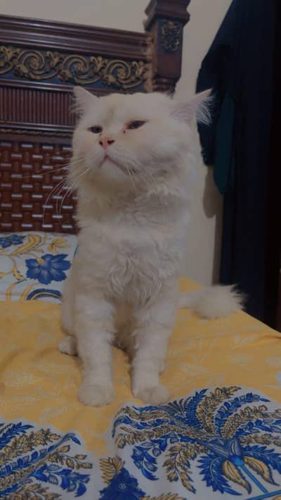 8 months old male cat for sale