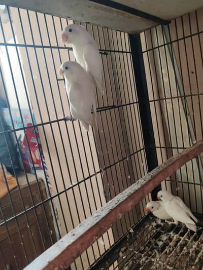 Albino Black I Breeder pair