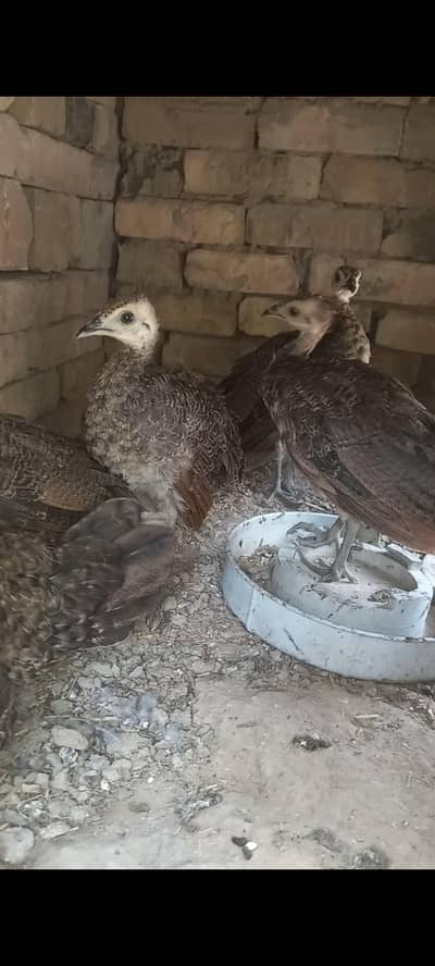 blue shoulder chicks