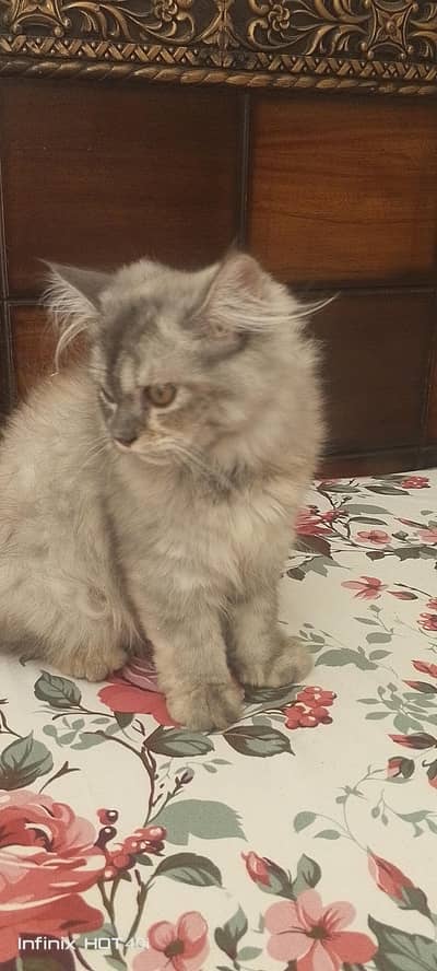 Pur grey Persian female cat