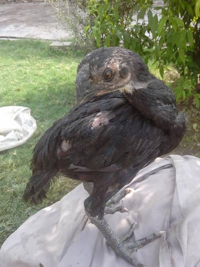 black dragon for sale