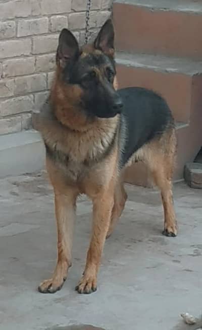 German shepherd Dog for sale +92 301 6913419