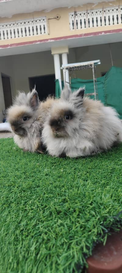 Brown & White Lionhead two pairs