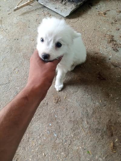 for sale