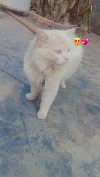 male cat for sale