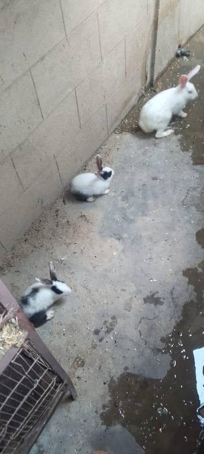 rabbit k bachy or adult rabbit