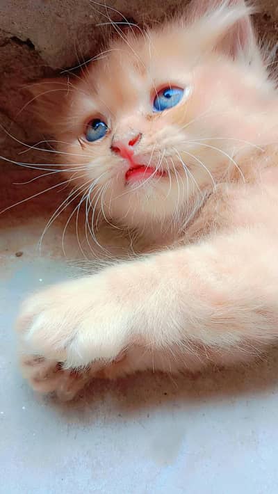 Persian kittens 4 color white 