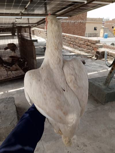 aseel Madi for sale 03282008800