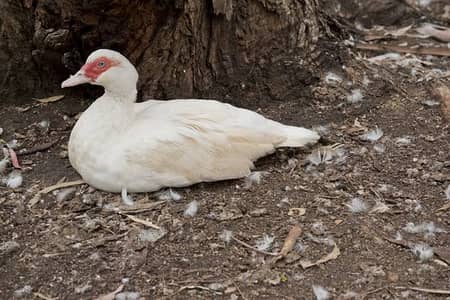 Muscovy Ducky Chicks White