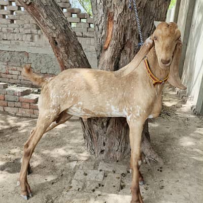 makhi cheeni golden breeder bakra A+ blood line