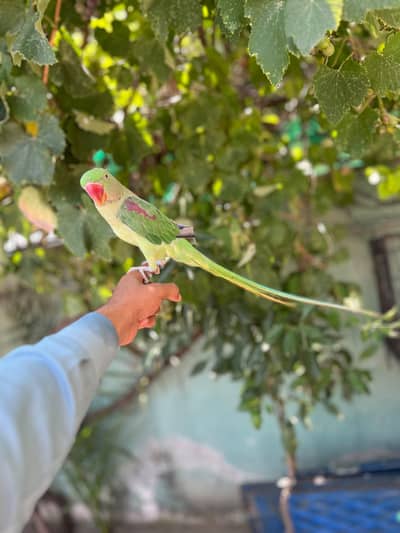 Rag Parrot ka bacha ha Full hand time ha