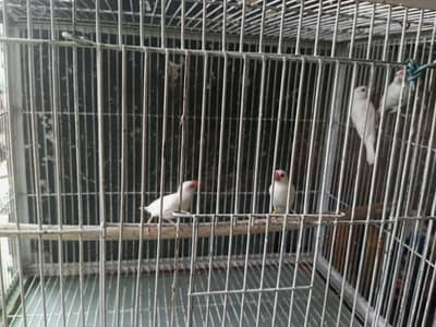 breeder pair