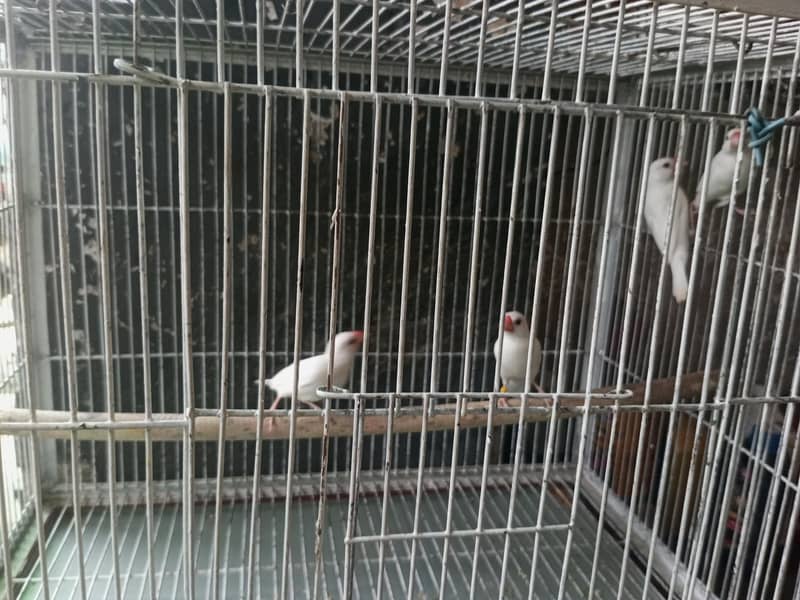 breeder pair 0