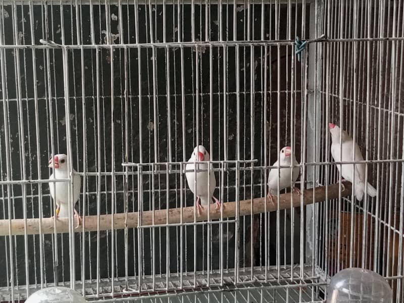 breeder pair 1
