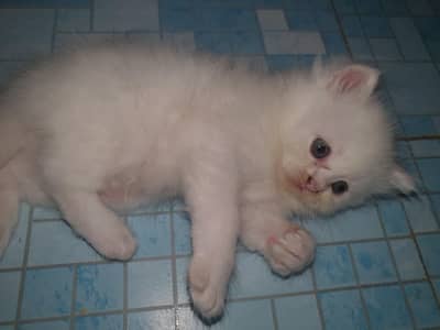 Percian Kitten 1 Month old