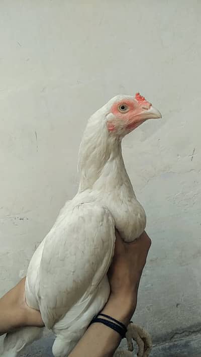 Aseel heera female for sale