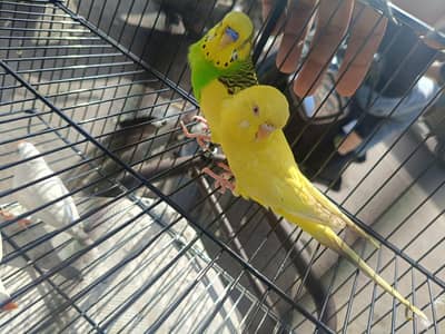 buggies pair with cage & finches