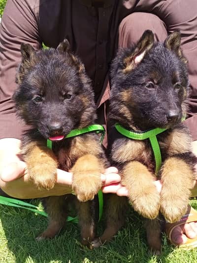 top quality German Shepherd puppies for sale