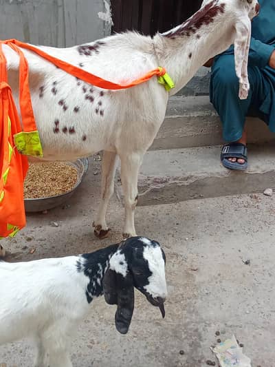Bakri and female baby for sall in urgent bases