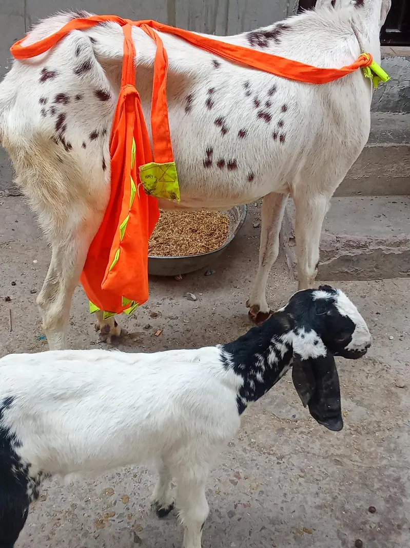 Bakri and female baby for sall in urgent bases — photo 2