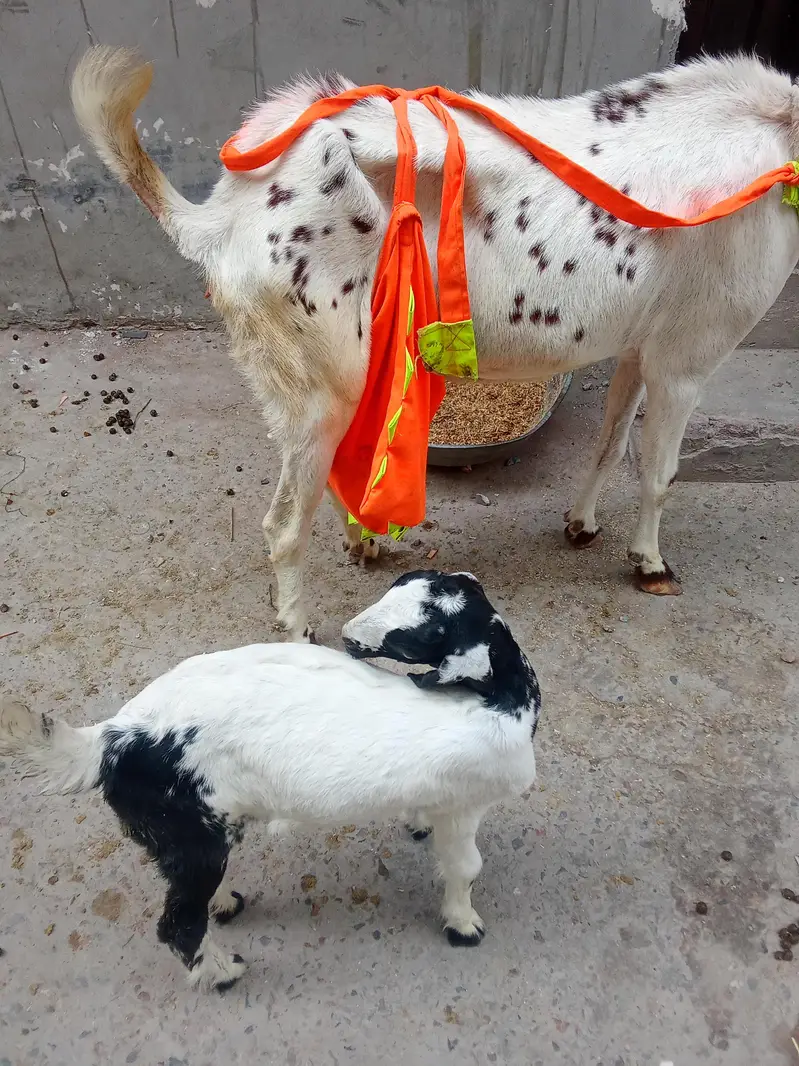 Bakri and female baby for sall in urgent bases — photo 3
